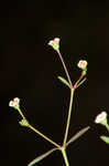 Coastal sand spurge